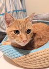 Rufus