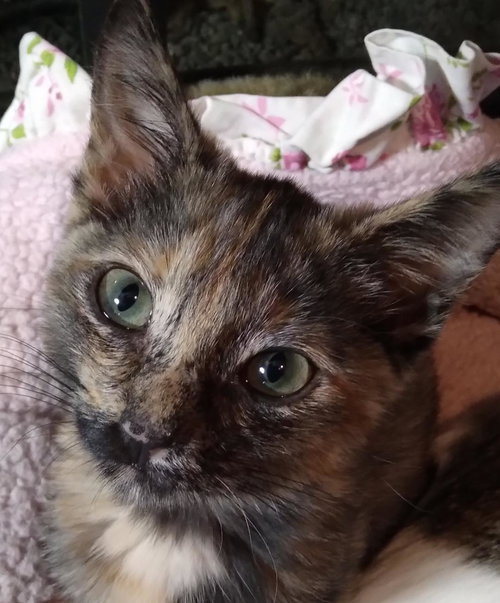 Bonnie