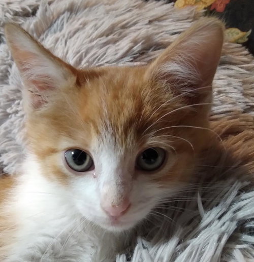 Benny