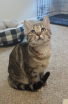 Piper
