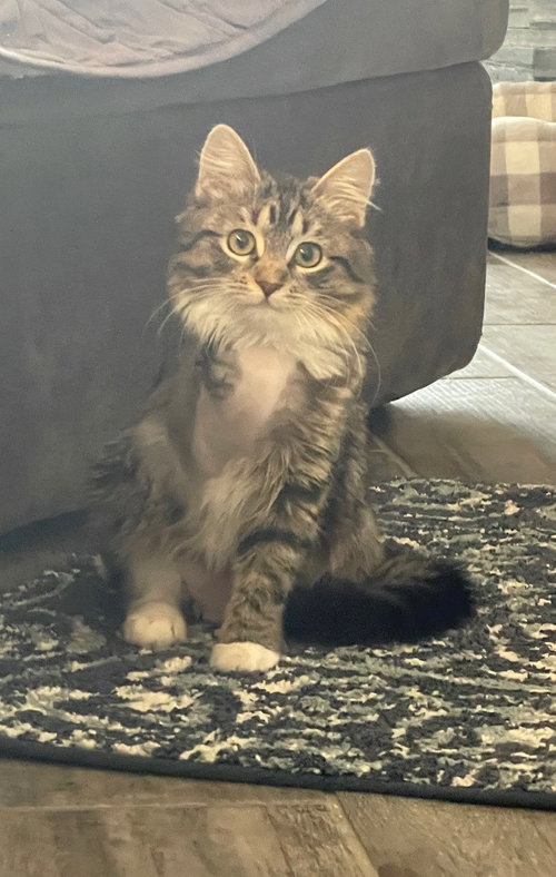 Little Miss
