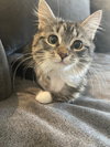 Little Miss