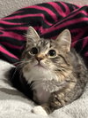 Little Miss
