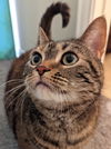 Issy