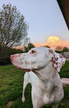 Lola