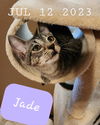 Jade