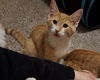 Baby Tango