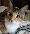 Farrah