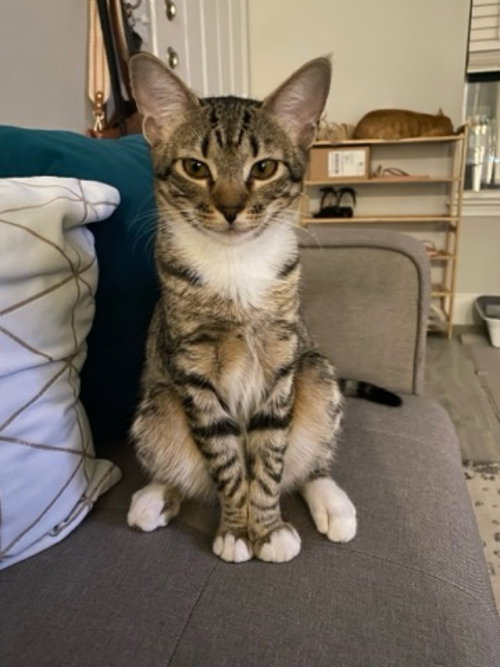 Bibi