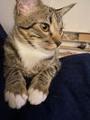 Bibi