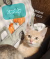Freddy