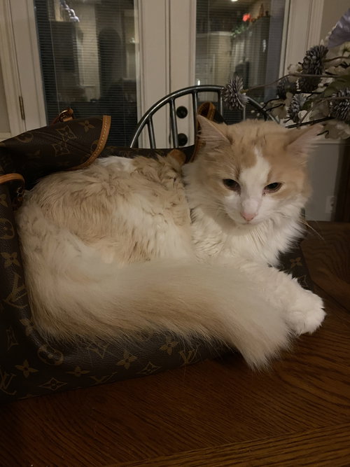 Whiskey