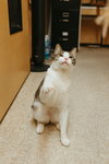 Ravioli aka Scamp