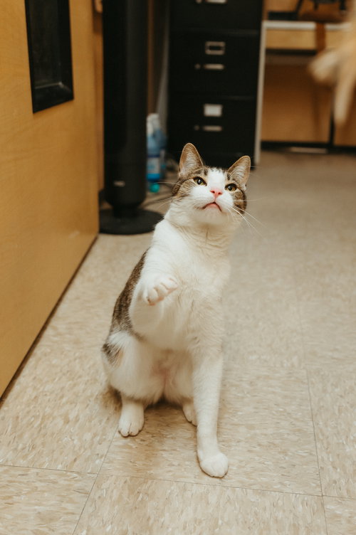 Ravioli aka Scamp