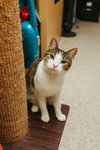 Ravioli aka Scamp