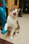 Ravioli aka Scamp