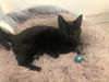 Cleo