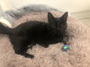 Cleo