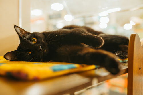 Licorice/Squeaky