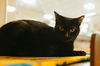 Licorice/Squeaky