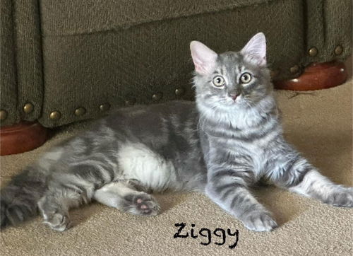 Ziggy