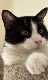 Georgie