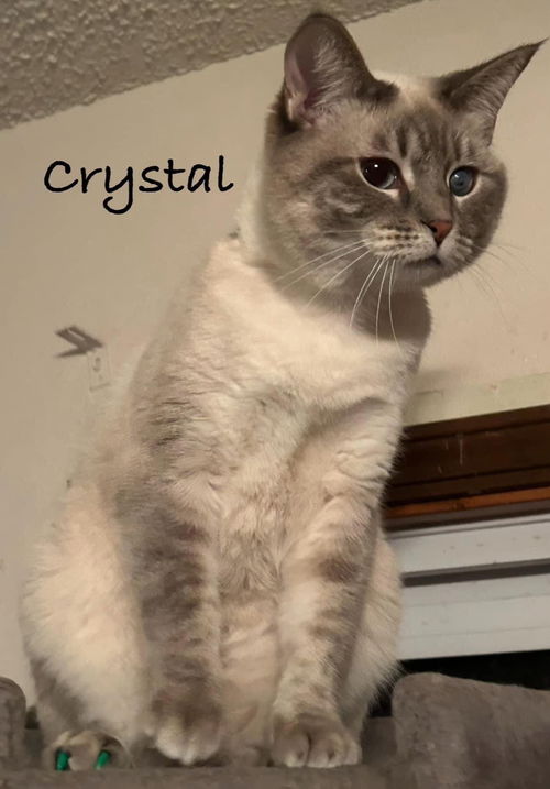 Crystal (aka Snowy)