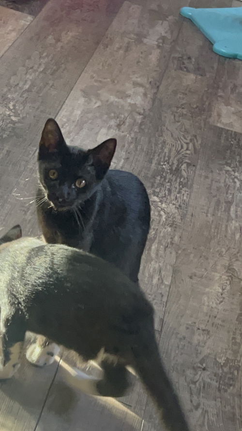 Nyx
