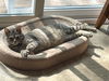 Pawlina