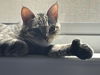 Pawlina