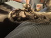 Pawlina