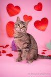 Pawlina