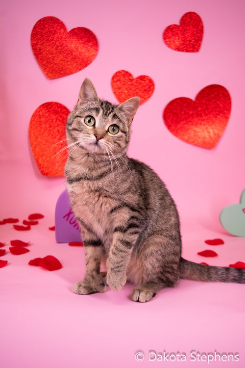 Pawlina