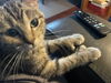 Pawlina