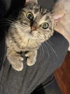 Pawlina