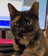 Priscilla