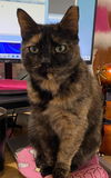 Priscilla