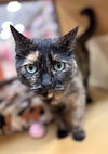 Priscilla