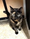 Priscilla