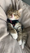 Alexander