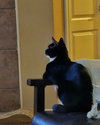 Onyx
