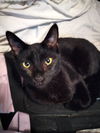 Percy