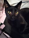 Percy