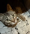 Tilly