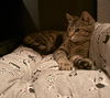 Tilly