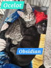 Obsidian