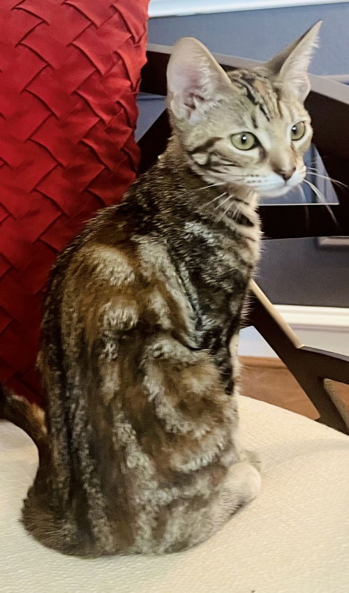 Bonita