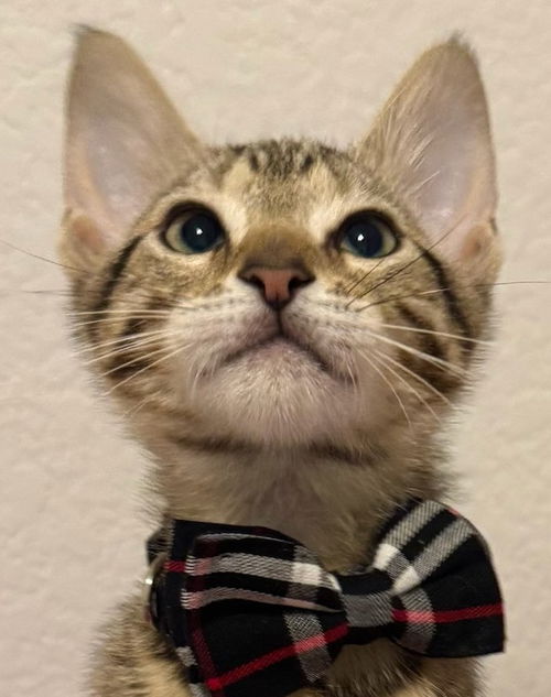 Nacho (Light)