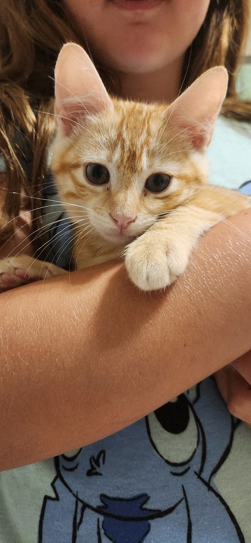 Mufasa