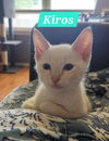 Kiros